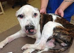 Imagen de ‘Doe’, un cachorro de pitbull atigrado que fue maltratado.