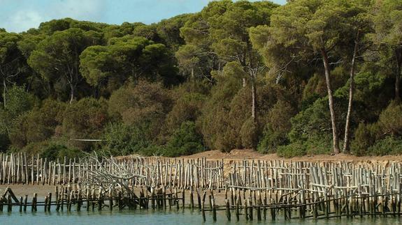 Coto Nacional de Doñana. 