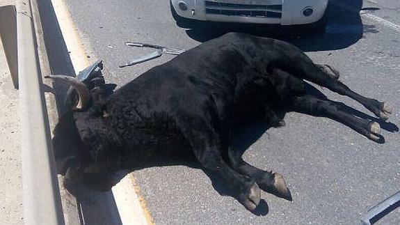 Imagen del toro, tras ser atropellado por un vehículo policial.