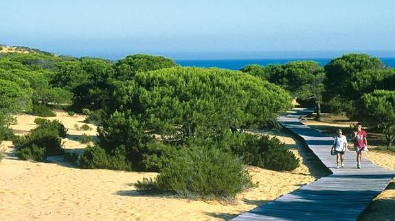 Paseo entre los pinos en Matalascañas.