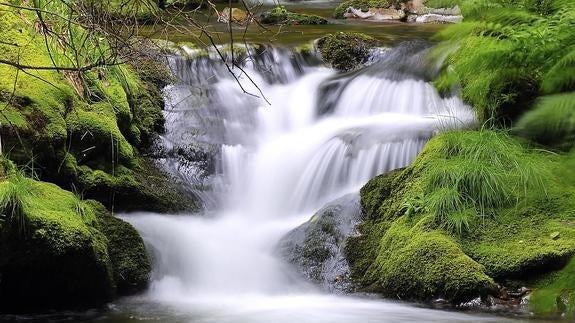 Bosque de Muniellos, Asturias