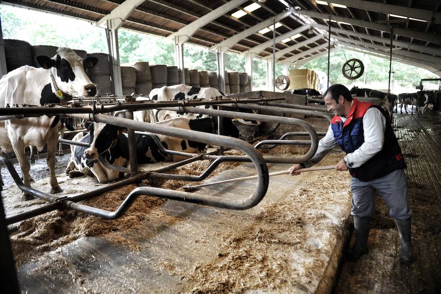 Explotación de vacas lecheras en Álava.