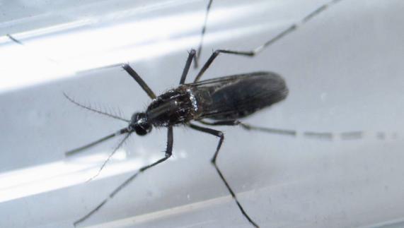 El mosquito transmisor del virus del zika.