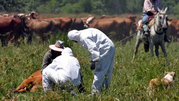 Científicos toman muestras de una vaca. 