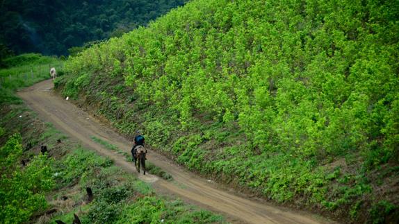 Plantación de coca en Pueblo Nuevo, Colombia.