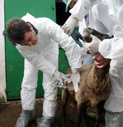 Veterinarios vacunan a una res contra la enfermedad conocida como "lengua azul". /El Correo