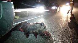 Foto de un accidente con un jabalí sucedido en Bizkaia en 2010. / Luis Calabor