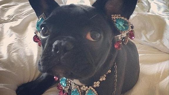 Asia, el bulldog francés de Lady Gaga. 
