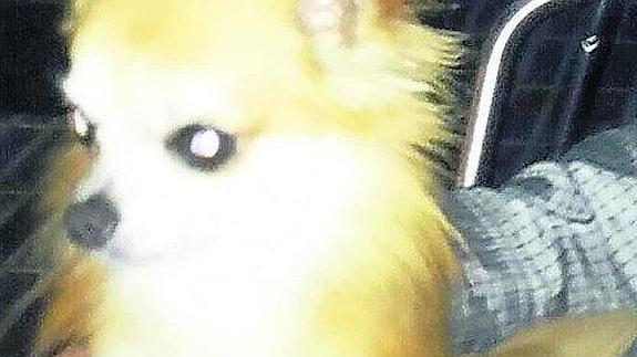 Fotografía reciente de 'Atila'