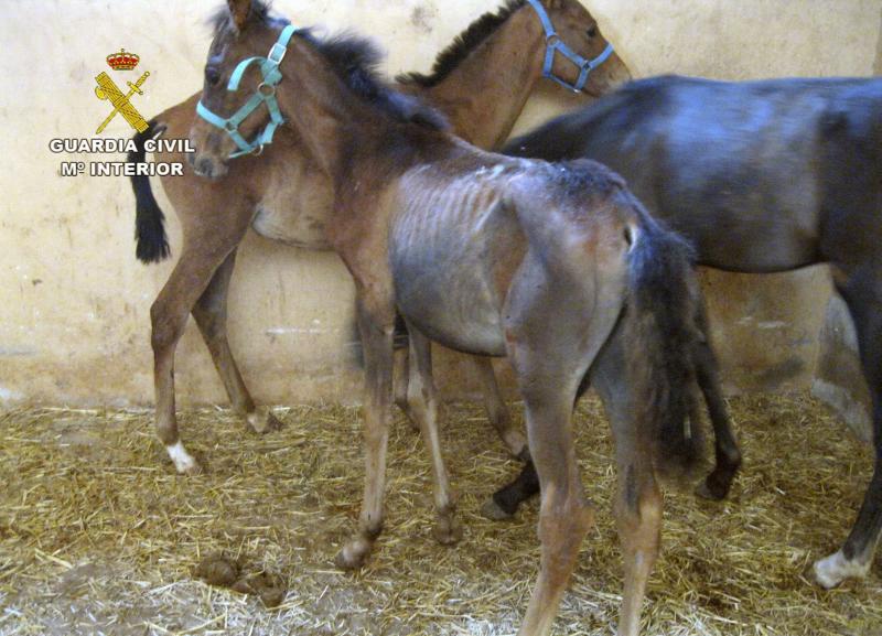 Los animales apenas disponían de alimento y que presentaban delgadez manifiesta, uno de ellos postrado en el suelo y sin fuerzas para incorporarse 