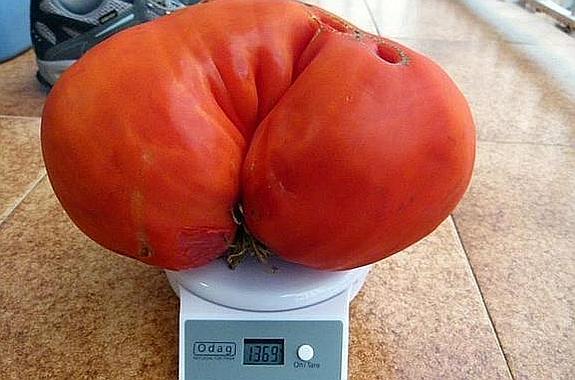 Los enormes tomates del caserío Eguskitsa llegan a pesar más de 1.2 kg. 