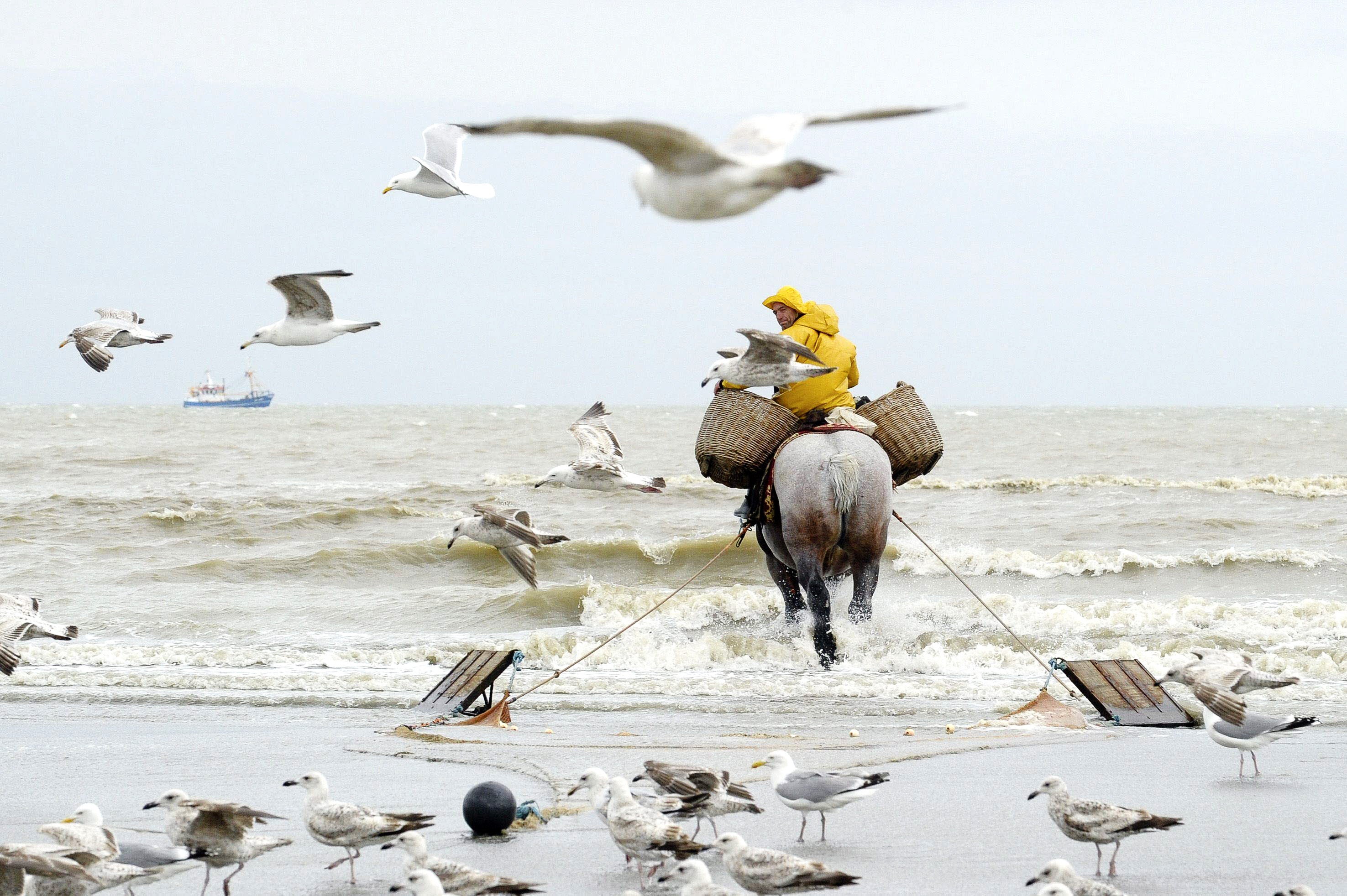 Un pescador de camarón entra en el Atlántico belga con sus artes de pesca. 