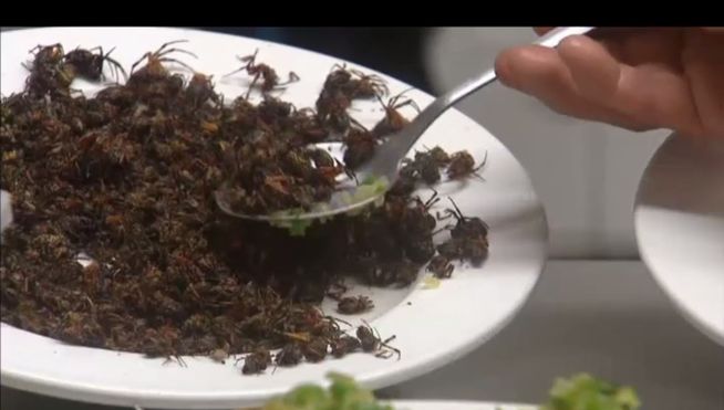 Arañas y alacranes en el menú del día