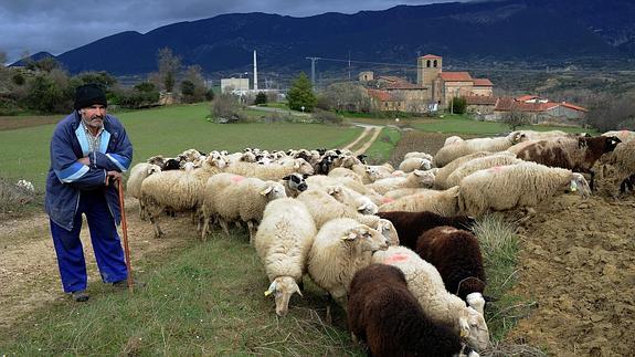 Un pastor cuida de su rebaño en las inmediaciones de la central. 