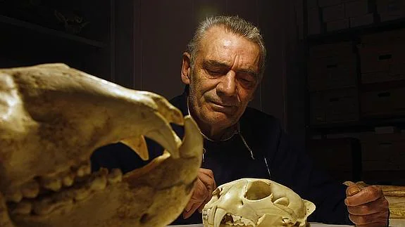 El paleóntogo Mario Laurino en una imagen de archivo con cráneos de animales cavernarios.