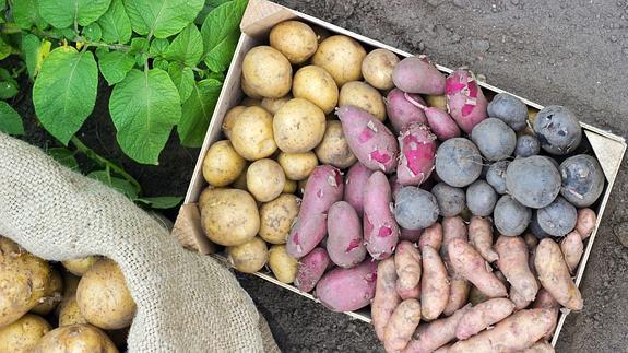No todas las patatas son iguales: cada variedad es ideal para una preparación diferente.