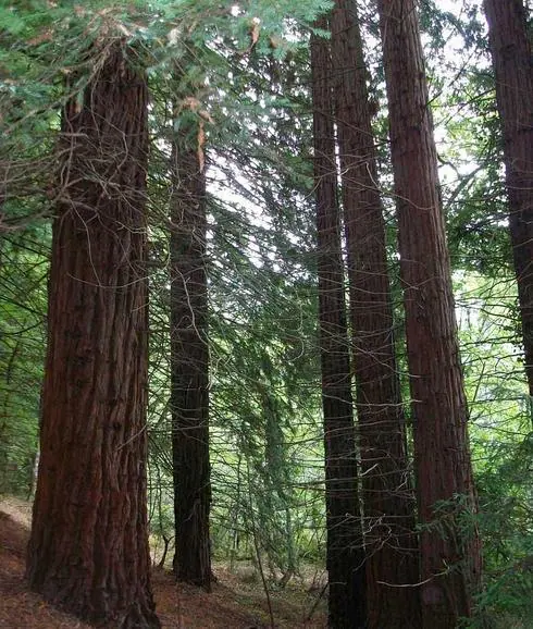 Un bosque de árboles gigantes en Cabezón de la Sal | El Correo