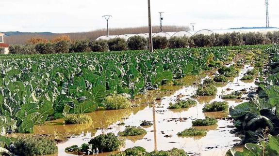 Cultivos de hortalizas anegados tras el desbordamiento del Ebro en el término calagurritano.