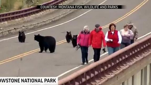 Los turistas, perseguidos por los osos.