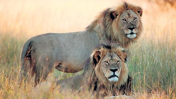 El león Jericó (de pie) y su hermano Cecil en una fotografía de archivo.