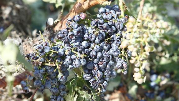 Un racimo de tempranillo afectado por el pedrisco. 