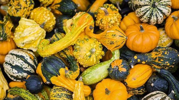 La calabaza es uno de los frutos más caprichosos en cuanto a su forma.