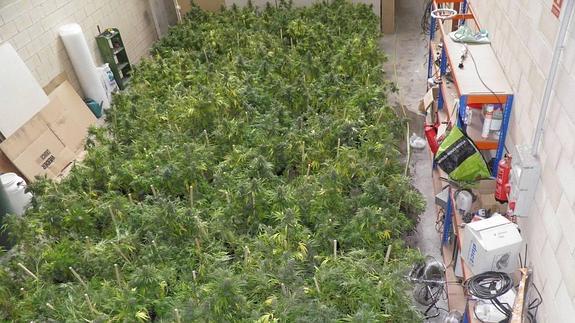 Imagen del interior de una plantación ilegal de marihuana en Vitoria