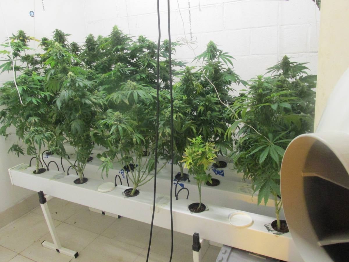 Imagen de la plantación de marihuana localizada por la Ertzaintza en la localidad guipuzcoana de Oiartzun.
