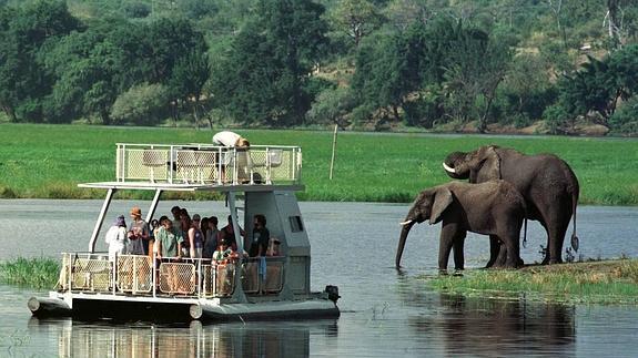 Un grupo de turistas observa a una pareja de elefante en el Chobe. 