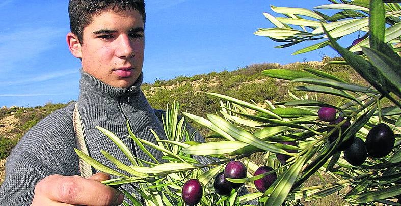 Un joven recoge aceitunas en un olivo de Rioja Alavesa. 