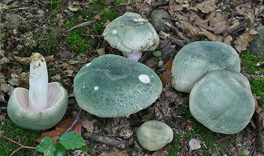 Russula virescens. 