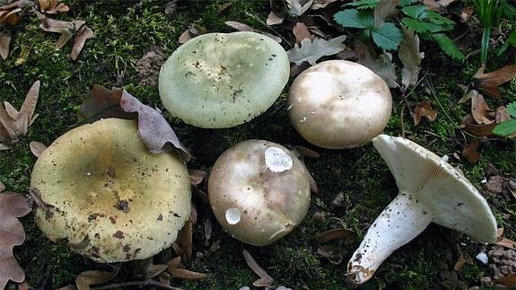 Ejemplares de russula cyanoxantha.