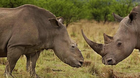 Imagen de un rinoceronte que sobrevivió al ataque de unos cazadores furtivos en Sudáfrica.