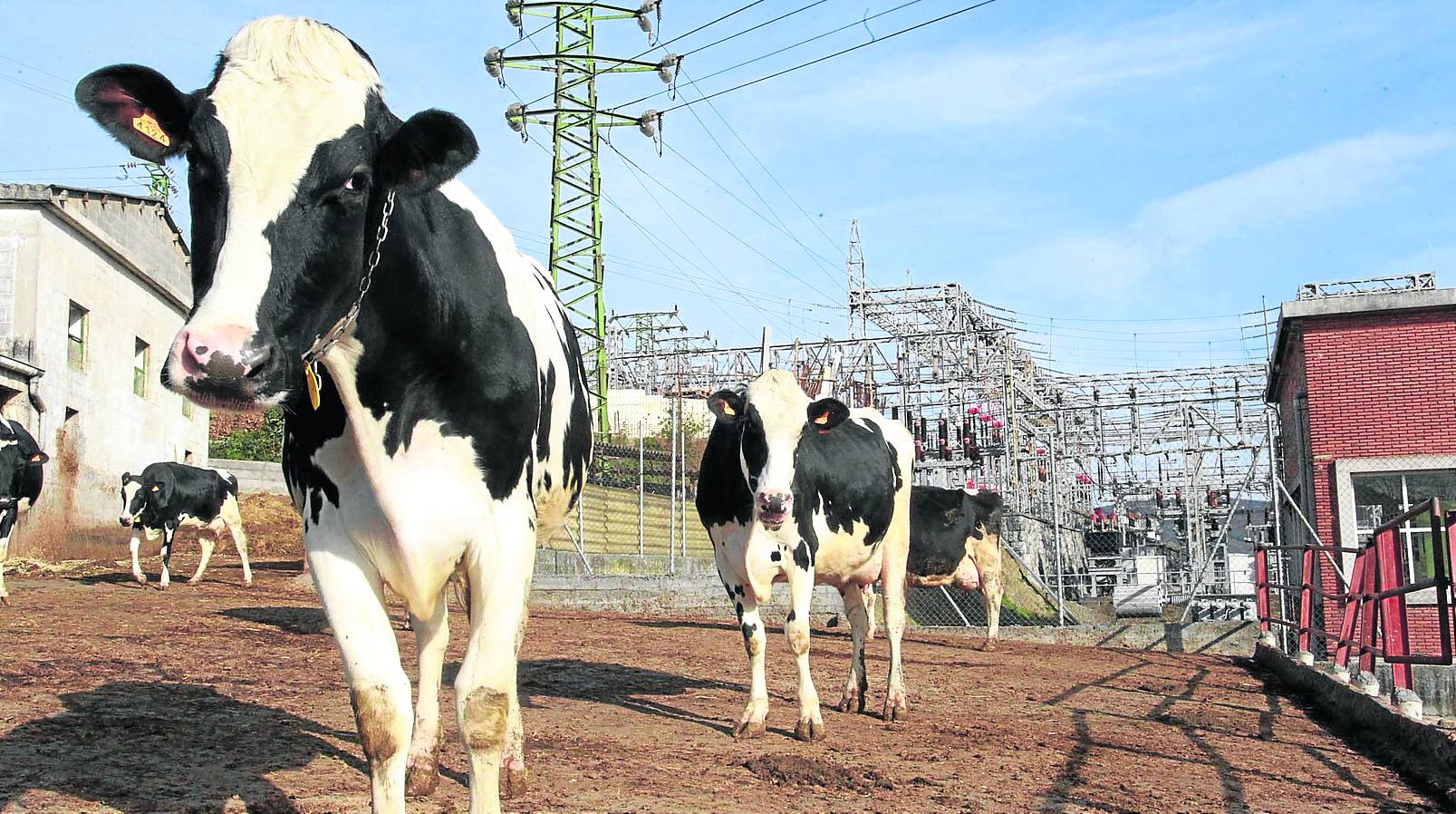 Rebaño de vacas bajo las torres de alta tensión que cubren el barrio de Finaga. 