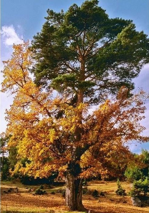 Mitad pino, mitad roble, ¿el mejor árbol de Europa? | El Correo