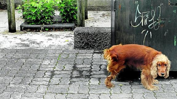 Un perro anda suelto por una zona verde de la capital alavesa. 