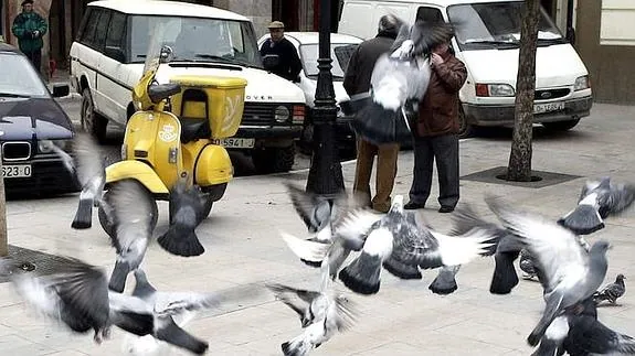 Grupo de palomas en la plaza de España. 