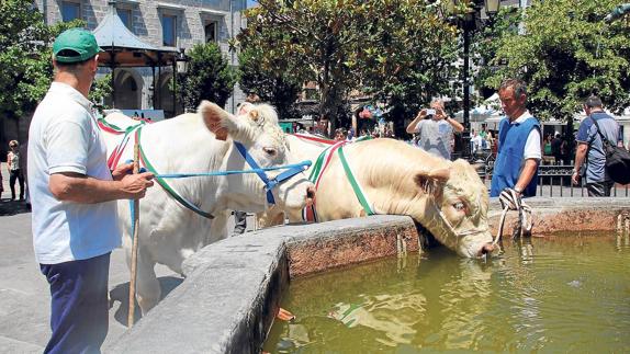 Varias vacas de raza charolesa bebiendo del pilón de la Foru plaza.
