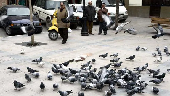 Grupo de palomas en una de las calles de la ciudad.