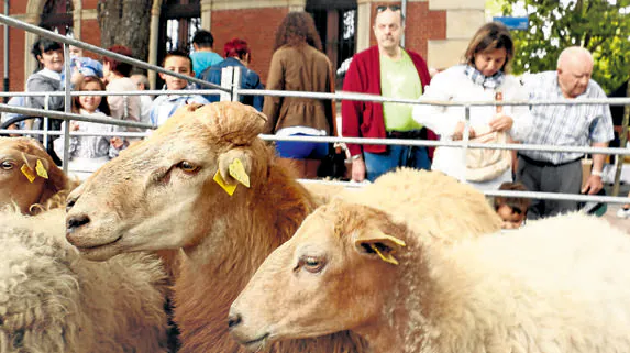 Diferentes razas de ovejas volverán a formar parte de la muestra de ganado que se celebra cada 25 de julio