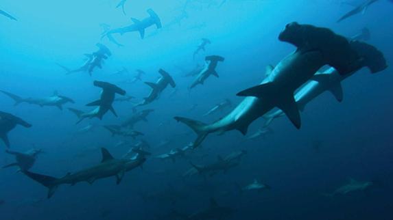 Una colonia de tiburones martillo.
