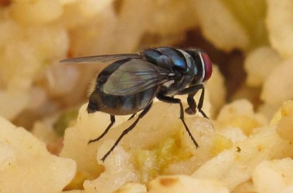 ¿Qué ocurre cuando una mosca se posa en tu comida?