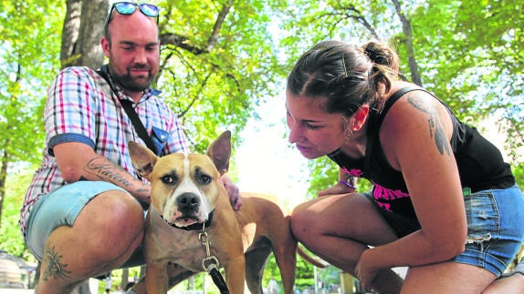 los pit bulls son ilegales en florida