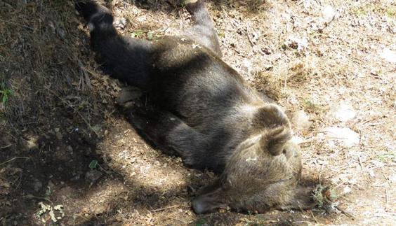 El oso extiende sus dominios