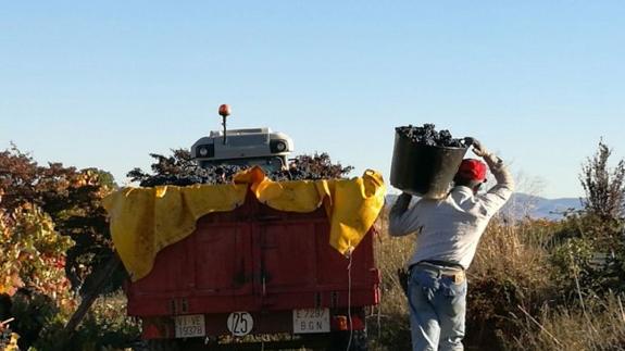 Un temporero, en plenas labores de vendimia en los viñedos de la DOC Rioja.