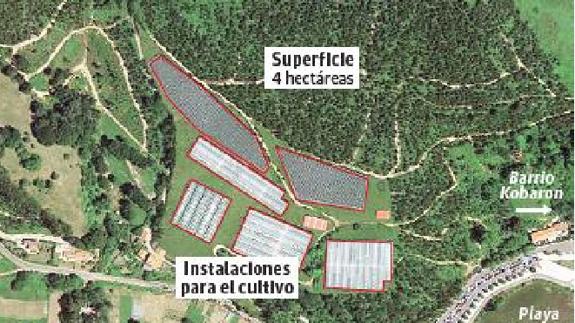 El terreno tiene un superficie de 4 hectáreas 