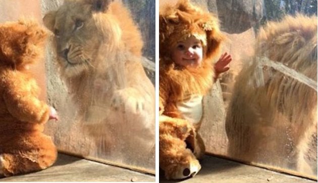 El niño y el león del zoo de Atlanta.