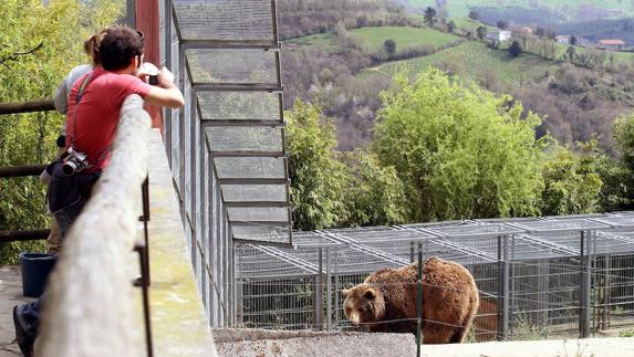 Dos visitantes de El Karpin observan un oso pardo, uno de los 500 animales que habitan en la finca de 20 hectáreas -como 20 campos de fútbol- del centro encartado.