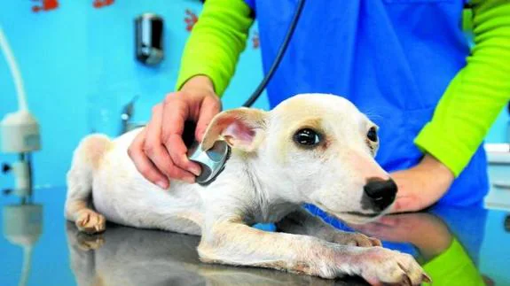 Una veterinaria ausculta a una mascota sobre la mesa de revisión. Muchos aprovechan el exceso de basura para darse un atracón.