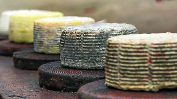 Una partida de quesos envejece en las ‘bodegas’ de la planta de Lácteos Martínez en Haro.